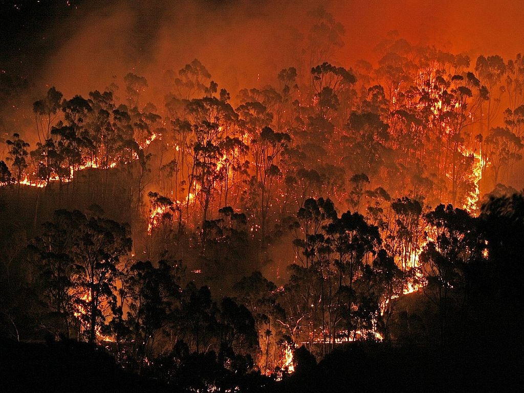 Песня золотом горят. Пожар в эвкалиптовом лесу. Пожары в Австралии. Эвкалипт пожар. Горыший эвкалиптовый лес.